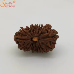 16 mukhi rudraksha