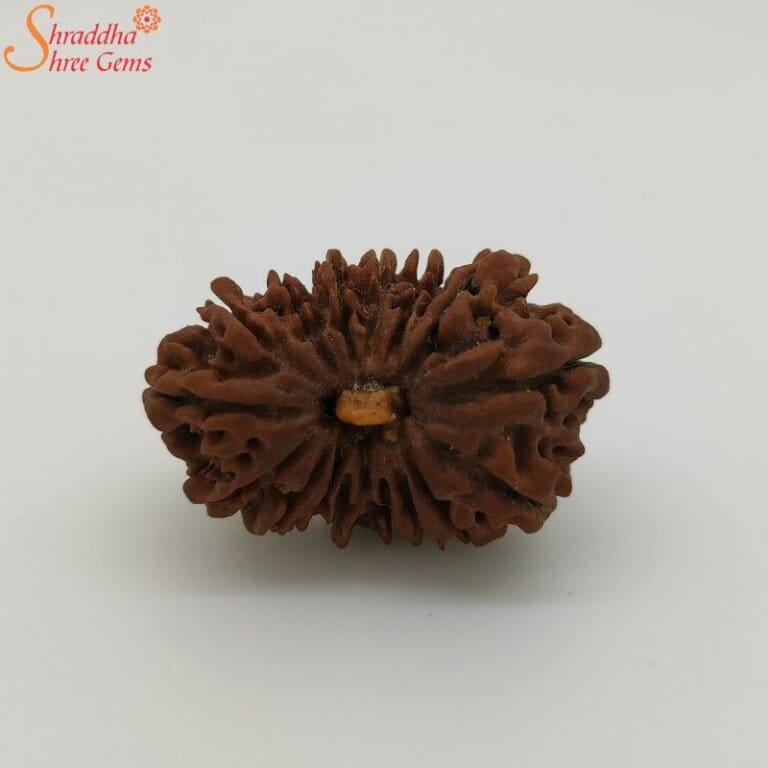 Natural Nepal Mukhi Rudraksha Shraddha Shree Gems