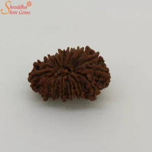 16 mukhi rudraksha