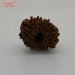 fourteen mukhi rudraksha