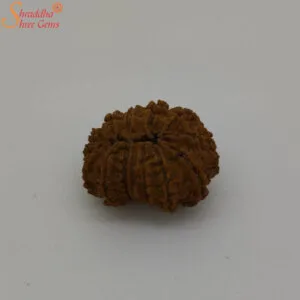fourteen mukhi rudraksha