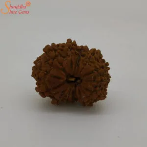 fourteen mukhi rudraksha