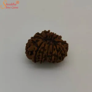 fourteen mukhi rudraksha