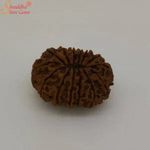 loose 14 mukhi rudraksha