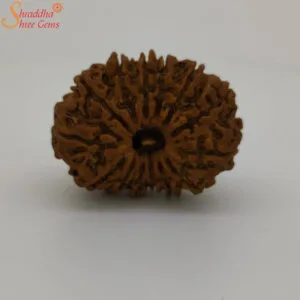 loose 14 mukhi rudraksha