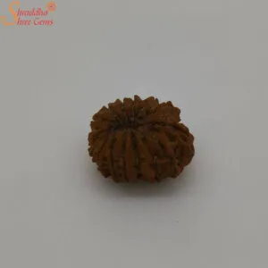 loose 14 mukhi rudraksha