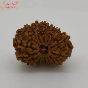 natural 14 mukhi rudraksha