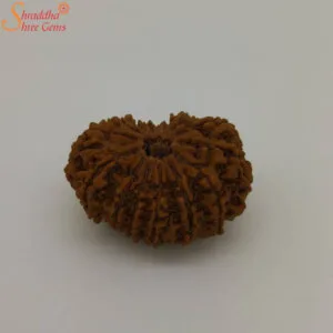 natural 14 mukhi rudraksha