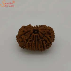 nepal 14 mukhi rudraksha