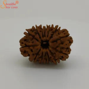 nepal 14 mukhi rudraksha