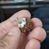 13 mukhi rudraksha pendant