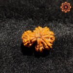 Garbh Gauri Rudraksha