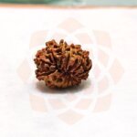 14 Mukhi Rudraksha