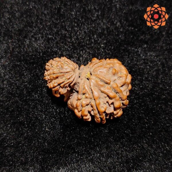 Nepali Garbh Gauri Rudraksha