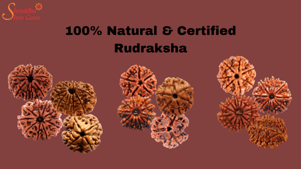 original rudraksha