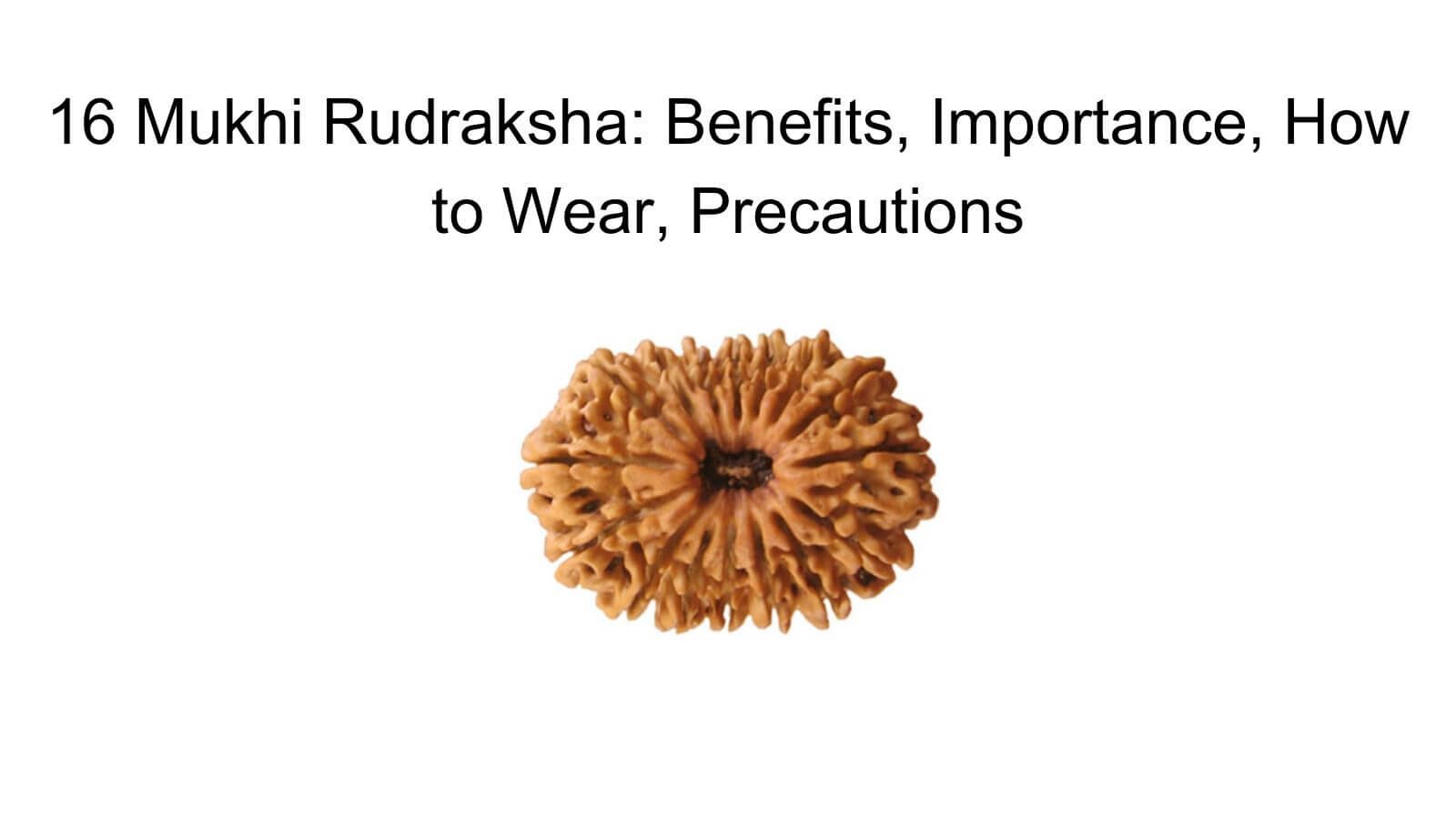 16 Mukhi Rudraksha