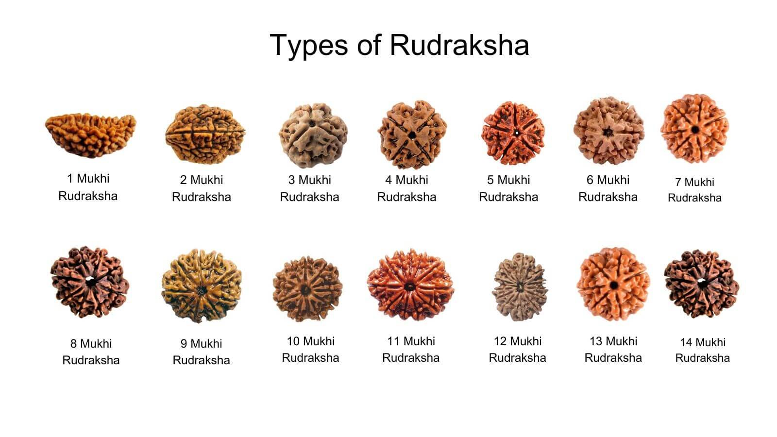 Types of Rudraksha