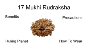 17 Mukhi rudraksha