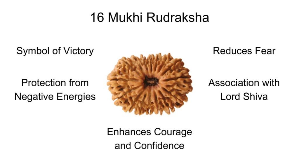 16 Mukhi Rudraksha