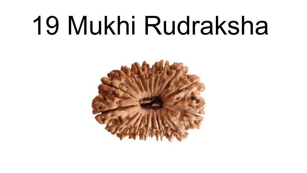 19 mukhi rudraksha