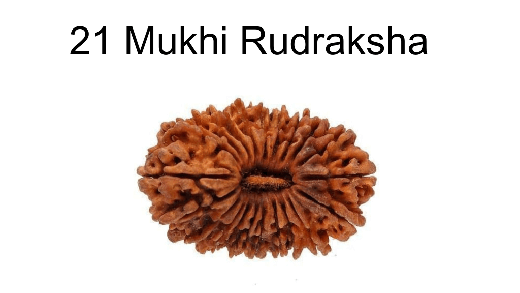 21 mukhi rudraksha