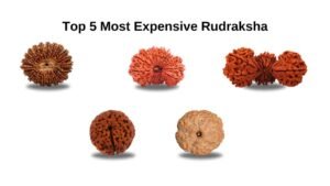 most expensive rudraksha