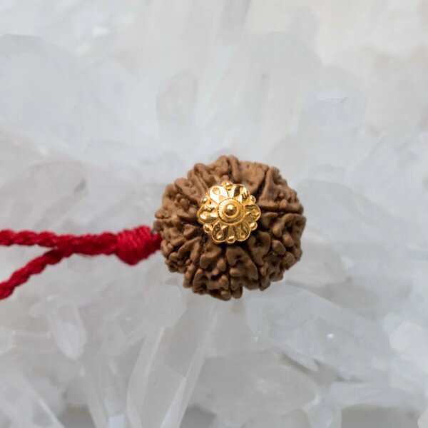 11 Mukhi Rudraksha Pendant