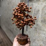 Natural Indonesian 5 Mukhi Rudraksha Tree For Spirituality