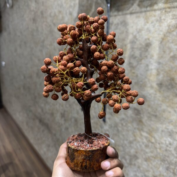 Natural Indonesian 5 Mukhi Rudraksha Tree For Spirituality