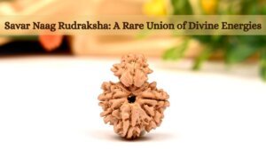 Savar Naag Rudraksha