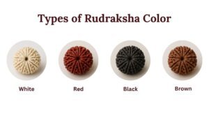 Rudraksha Color