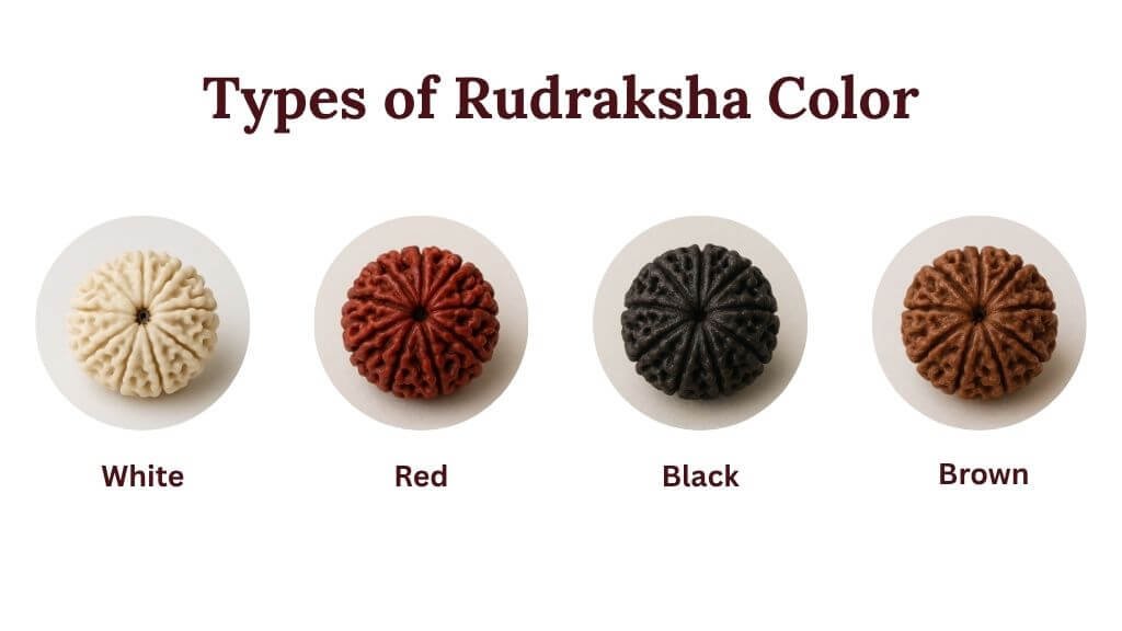 Rudraksha Color