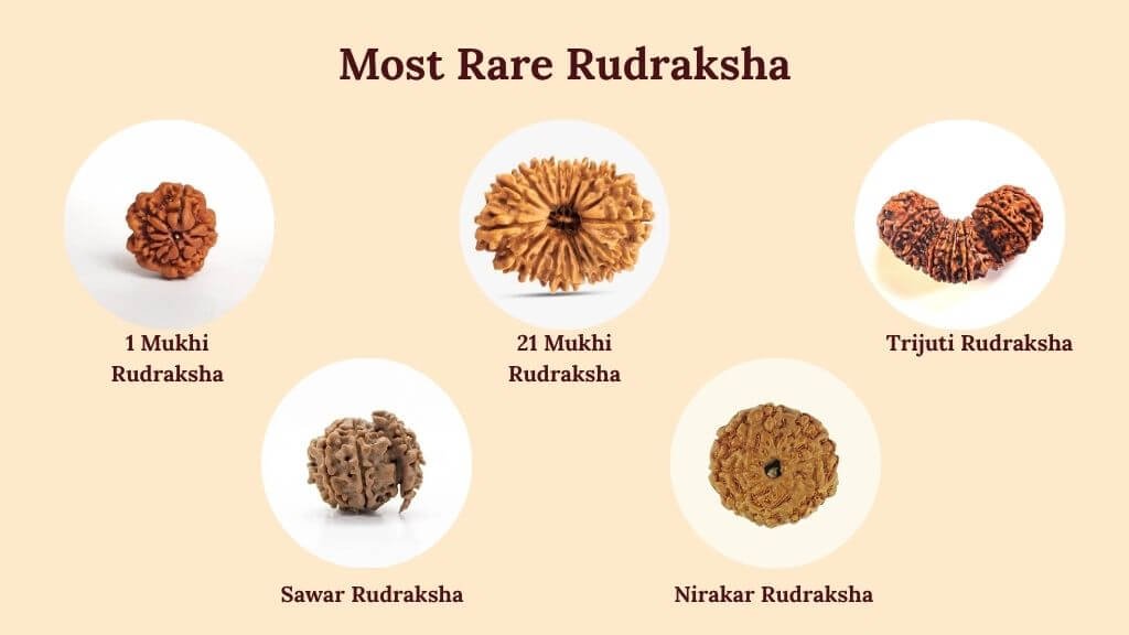 Most Rare Rudraksha