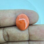 7.24 Carat/ 8.03 Ratti Natural Japanese Coral/ Moonga Gemstone