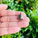 Natural Pyrite Tortoise