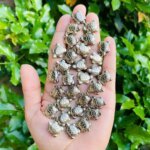 Natural Pyrite Tortoise