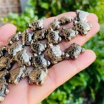 Natural Pyrite Tortoise