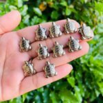 Natural Pyrite Tortoise