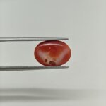 Natural Japanese Coral Oval Gemstone – JCR-013 - Image 4