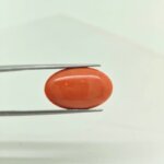 Imperial Japanese Coral Gemstone – JCR-002 | Natural Red Coral from Japan - Image 3
