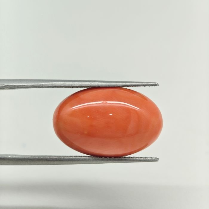 Japanese Coral JCR-004 featuring a vibrant natural red coral gemstone with smooth polished texture and exceptional organic brilliance.