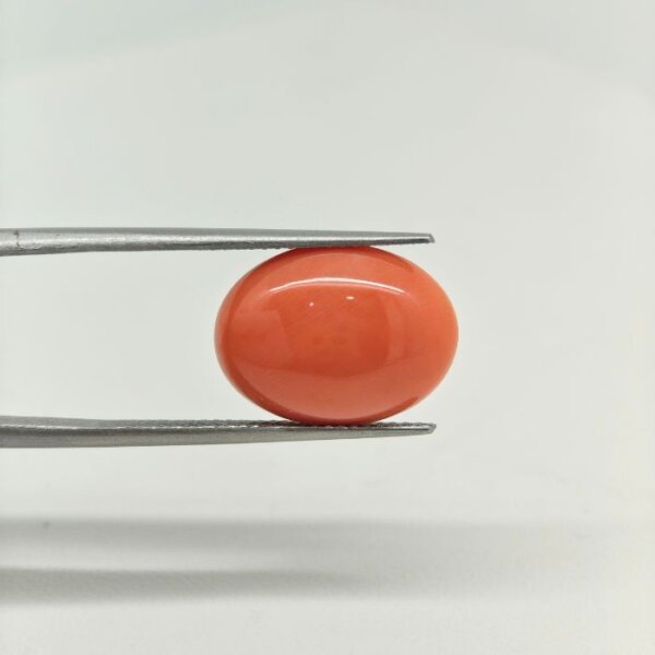 apanese Coral JCR-005 (Munga Stone) featuring a vibrant natural red coral gemstone with smooth polished texture and exceptional organic brilliance.