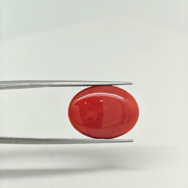 Japanese Coral JCR-006 (Natural Red Coral Munga Stone) featuring a vibrant natural red coral gemstone with smooth polished texture and exceptional organic brilliance.