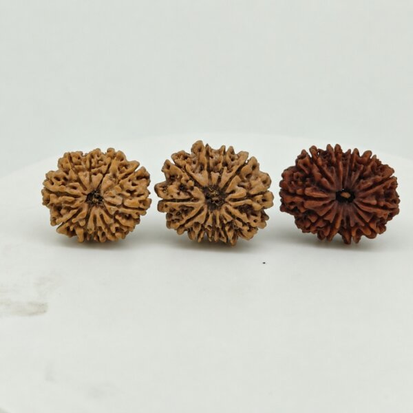 Original 11 Mukhi Nepal Rudraksha Lab Certified Natural Authentic Brown Bead South Extension Delhi