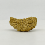 Natural Indian 1 Mukhi Rudraksha Bead – Original Rare One Mukhi Rudraksha for Meditation and Spiritual Growth