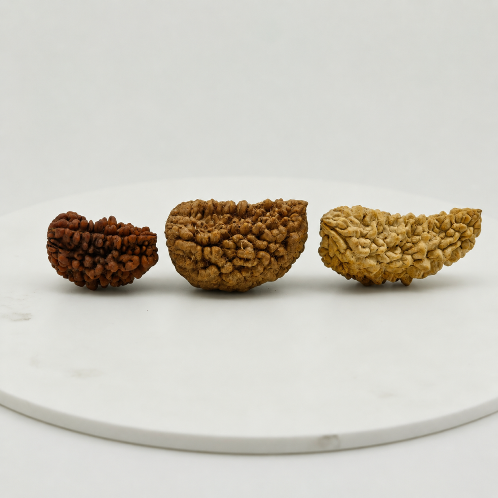 Natural 1 Mukhi Rudraksha Beads Collection – Original Rare One Mukhi Rudraksha for Spiritual Growth and Meditation