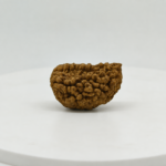 Original Indian 1 Mukhi Rudraksha Bead in Natural Brown Color for Spiritual Benefits and Meditation