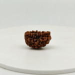 Certified Indian 1 Mukhi Rudraksha Bead – Natural Golden Brown One Mukhi Rudraksha