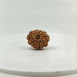 Original 13 Mukhi Nepal Rudraksha Lab Certified Natural Authentic Brown Bead South Extension Delhi