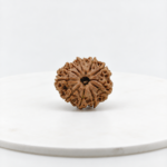 Medium size original 10 Mukhi Nepali Rudraksha bead with natural texture isolated on white background.